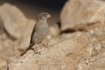 Trumpeter Finch - Bucanetes githagineus