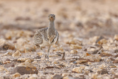 African Houbara - Chlamydotis undulata