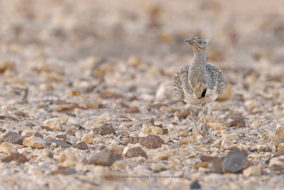 African Houbara - Chlamydotis undulata