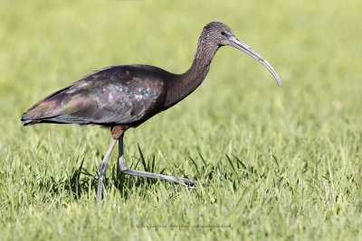 Glossy Ibis - Plegadis falcinellus