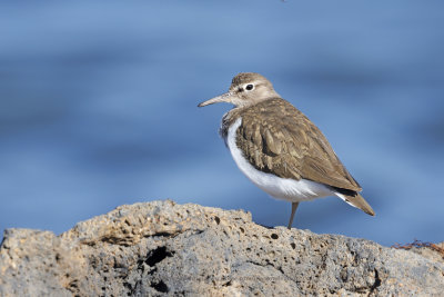 Common sandpiper - Acitis hypoleucos