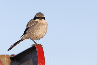 Great Grey Shrike - Lanius excubitor