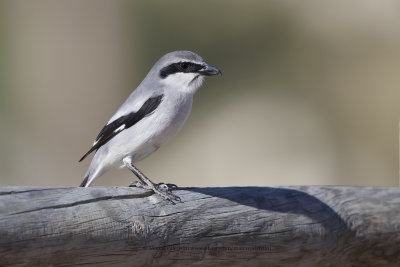 Great Grey Shrike - Lanius excubitor