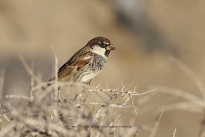 Spanish Sparrow - Passer hispaniolensis