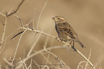 Spanish Sparrow - Passer hispaniolensis