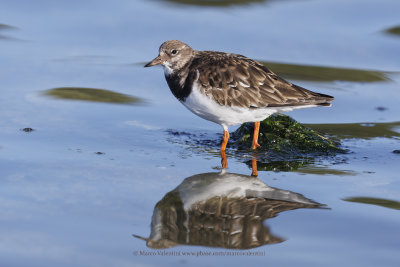 Turnstone - Arenaria interpres