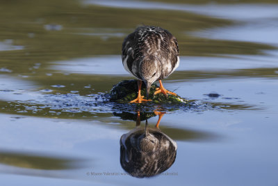 Turnstone - Arenaria interpres