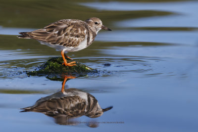 Turnstone - Arenaria interpres