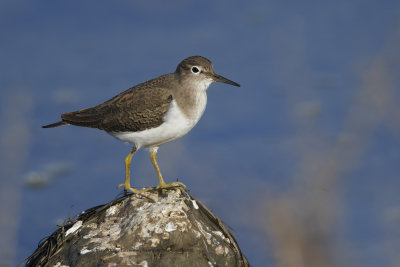 Common sandpiper - Acitis hypoleucos