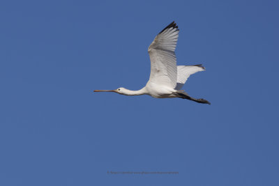 Spoonbill - Platalea leucorodia