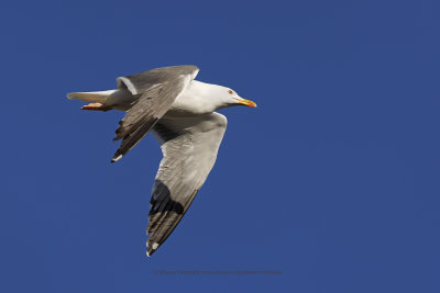 Yellow-legged Gull - Larus michahellis