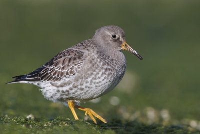 Purple Sandpiper - Calidris maritima