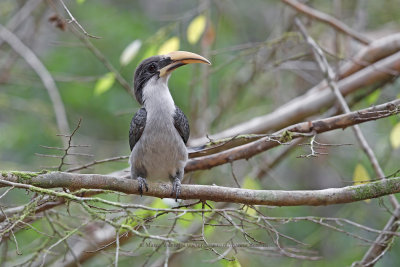 Sri Lanka Grey Hornbill - Ocyceros gingalensis