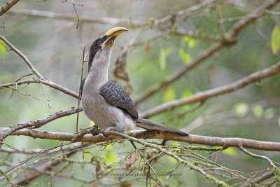 Sri Lanka Grey Hornbill - Ocyceros gingalensis