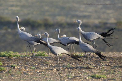 Blue crane - Anthropoides paradisea