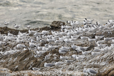 Sandwich Tern - Sterna sandvicensis