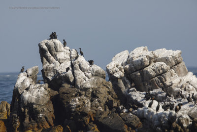 Bank Cormorant - Phalacrocorax neglectus