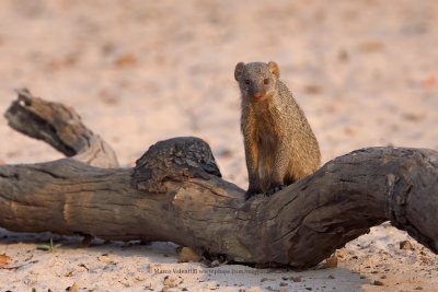 Banded Mongoose - Mungos mungo