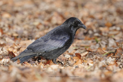 Carrion Crow - Corvus corone