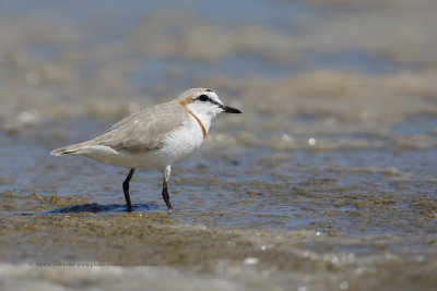 Chestnut-banded Plover - Charadrius pallidus