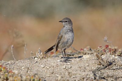 Karoo Scrub-robin - Erythropygia_coryphoeus