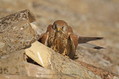 Lesser kestrel - Falco naumanni