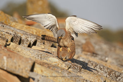 Lesser kestrel - Falco naumanni