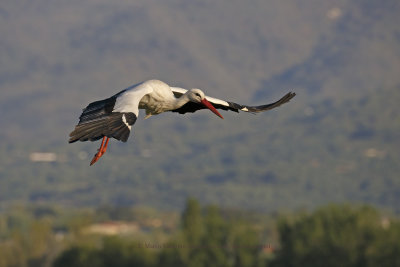 White stork - Ciconia ciconia