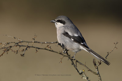 Southern Grey shrike - Lanius meridionalis