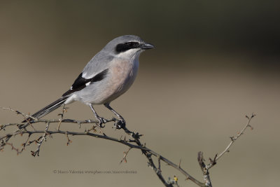 Southern Grey shrike - Lanius meridionalis