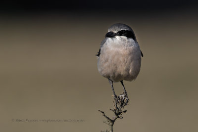 Southern Grey shrike - Lanius meridionalis