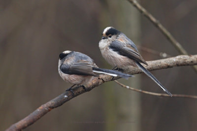 Long-tailed Tit - Aegithalos caudatus