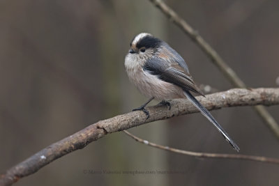 Long-tailed Tit - Aegithalos caudatus