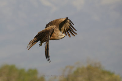 Black kite - Milvus migrans