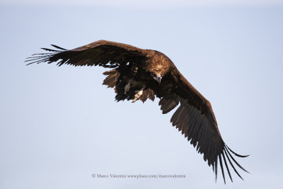 Black vulture - Aegypius monachus