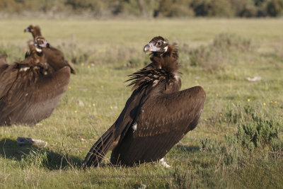 Black vulture - Aegypius monachus