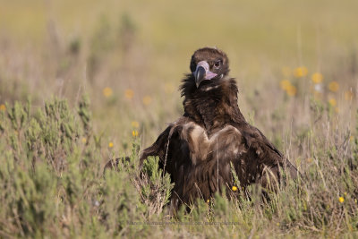 Black vulture - Aegypius monachus