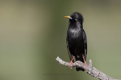 Black starling - Sturnus unicolor