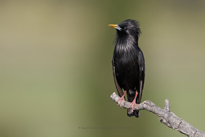 Black starling - Sturnus unicolor