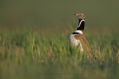 Little bustard - Tetrax tetrax