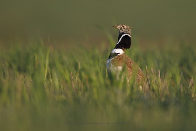 Little bustard - Tetrax tetrax