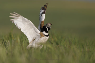 Little bustard - Tetrax tetrax