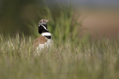 Little bustard - Tetrax tetrax