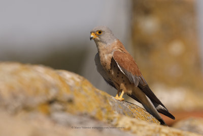 Lesser kestrel - Falco naumanni