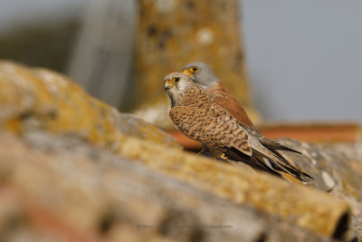 Lesser kestrel - Falco naumanni