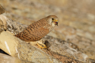 Lesser kestrel - Falco naumanni