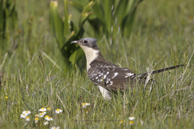 Great spotted Cuckoo - Clamator glandarius