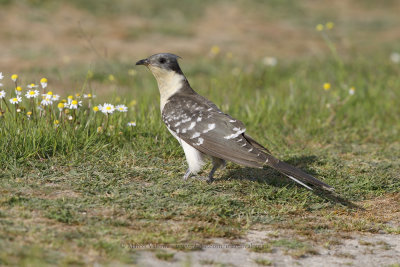 Great spotted Cuckoo - Clamator glandarius