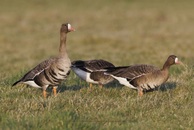 White-fronted goose - Anser albifrons