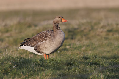 Greylag goose - Anser anser